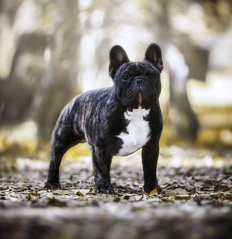 Publication : Des Terres De Frasnes