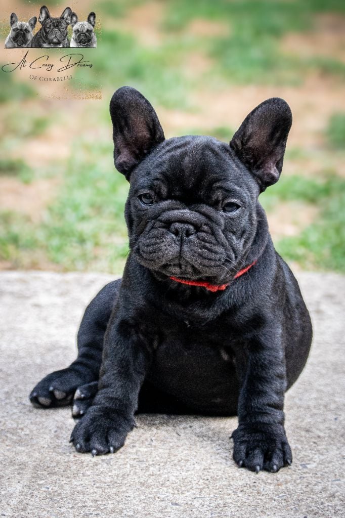 Yoggy at Crazy Dreams of Corabelli