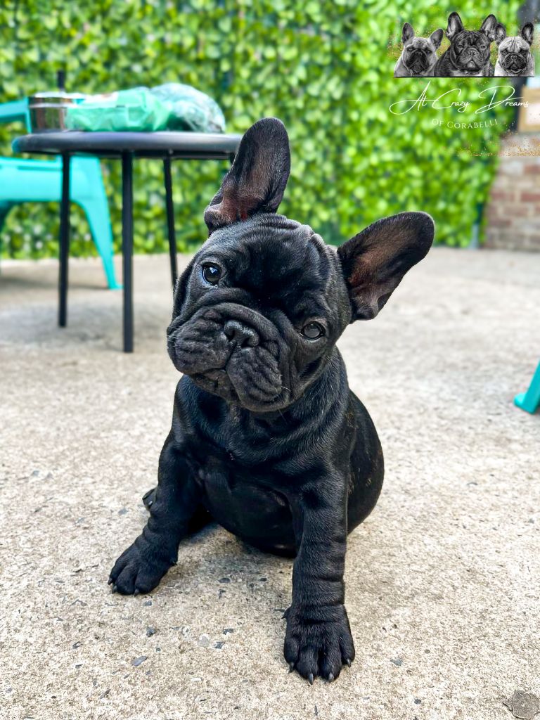 Yoggy at Crazy Dreams of Corabelli