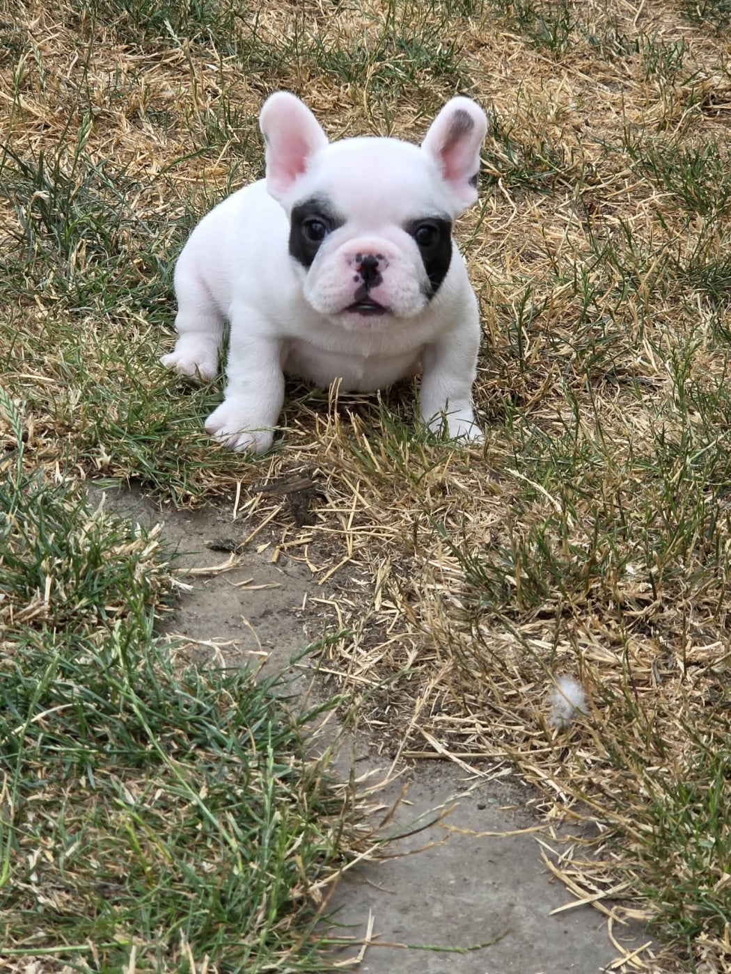 Chiot N°1 - Bouledogue français