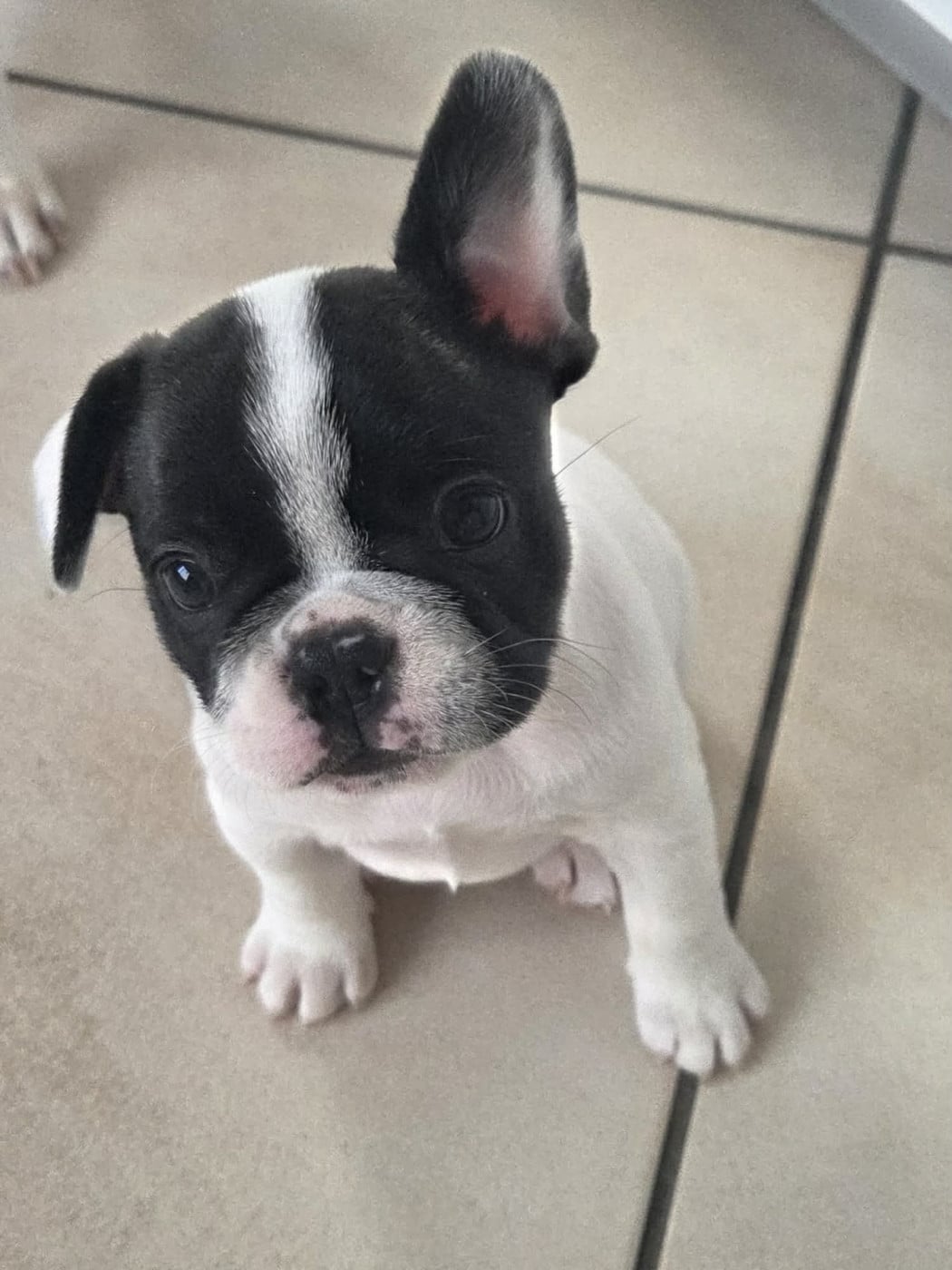 Chiot N°2 - Bouledogue français