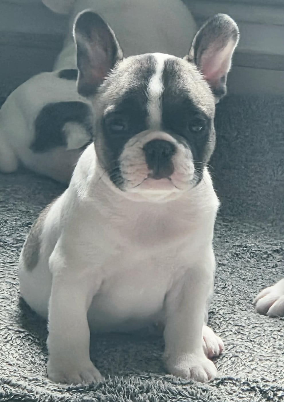 Chiot N°3 - Bouledogue français