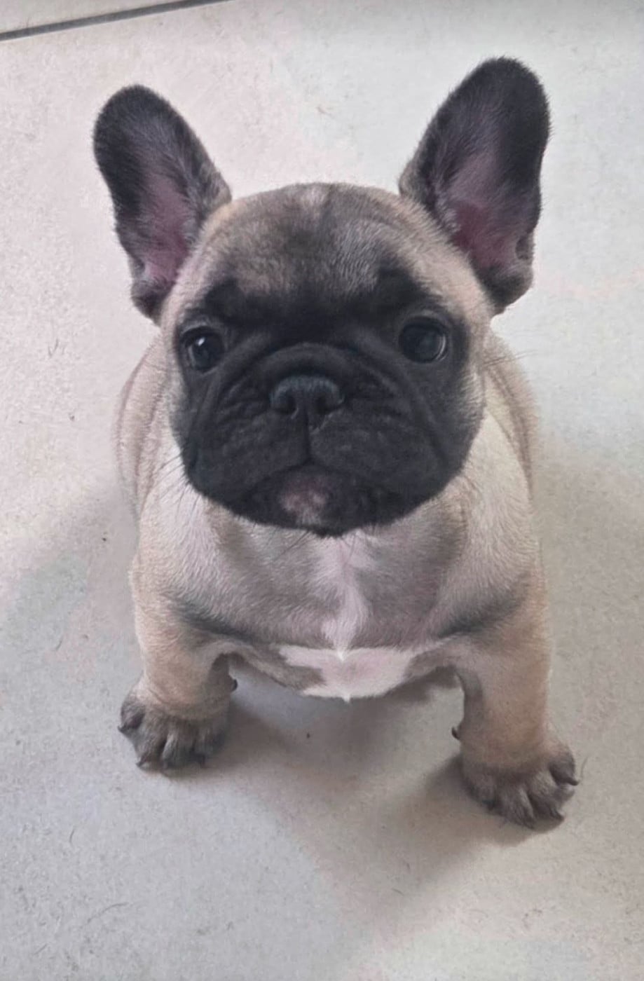 Chiot N°4
