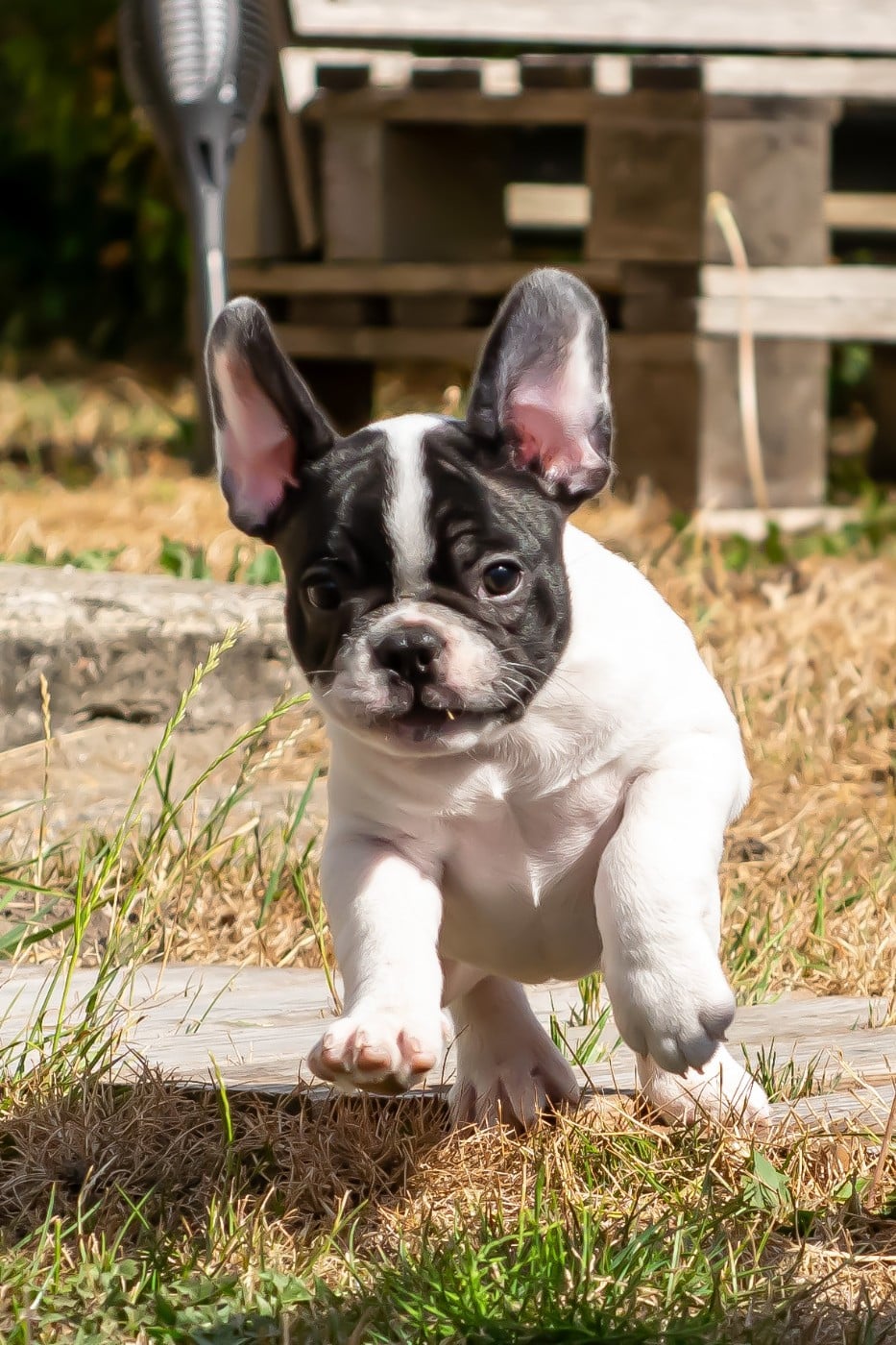 Chiot N°2
