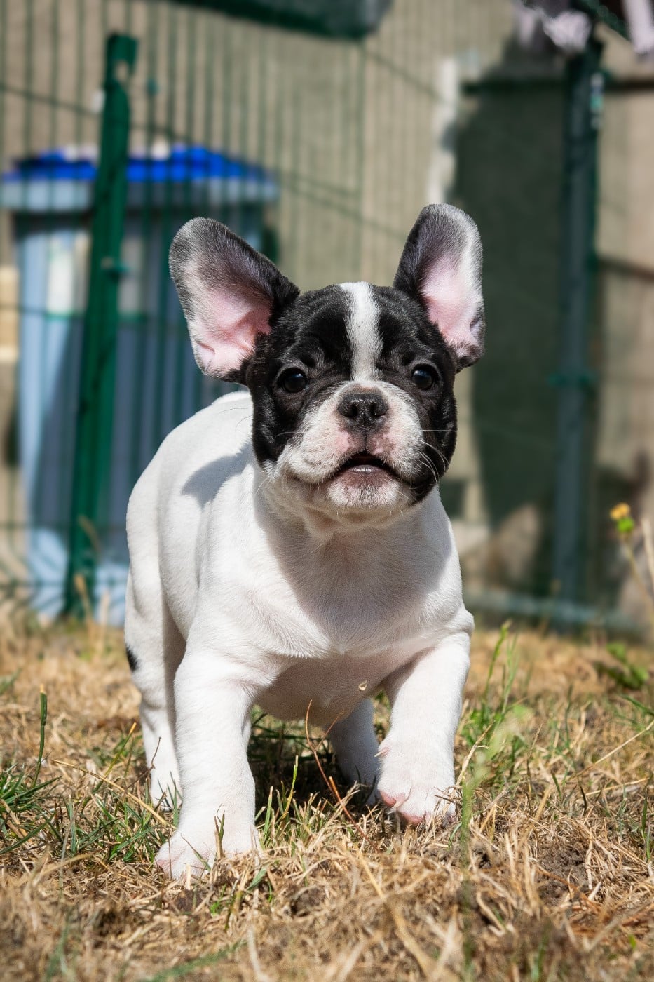 Chiot N°2