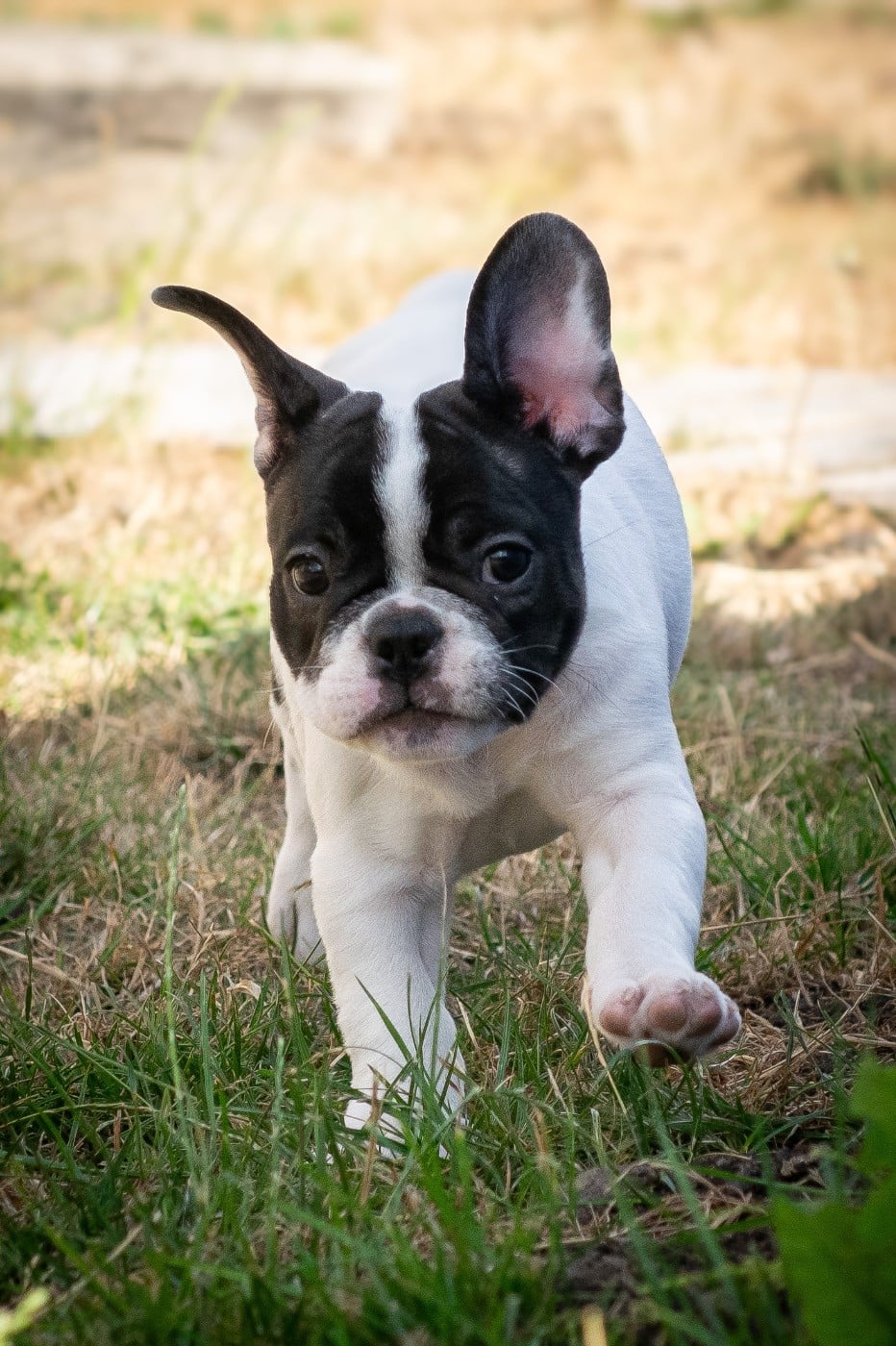 Chiot N°2