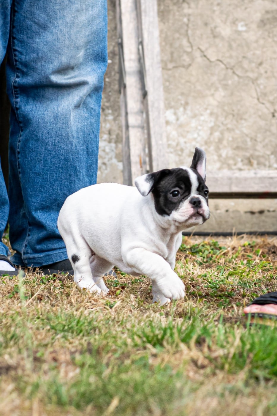 Chiot N°2