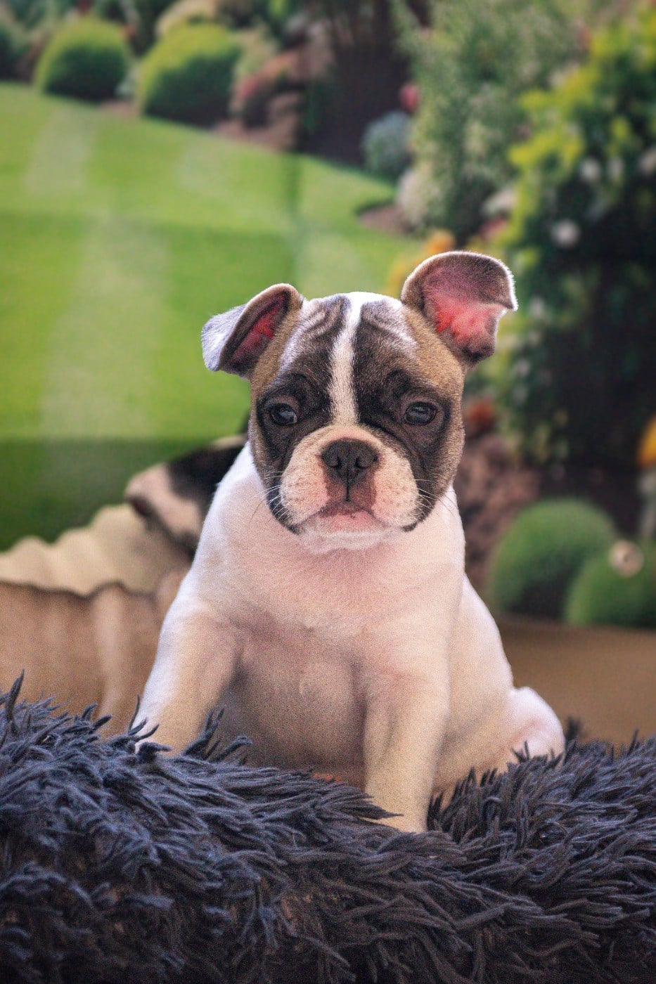 Chiot N°3