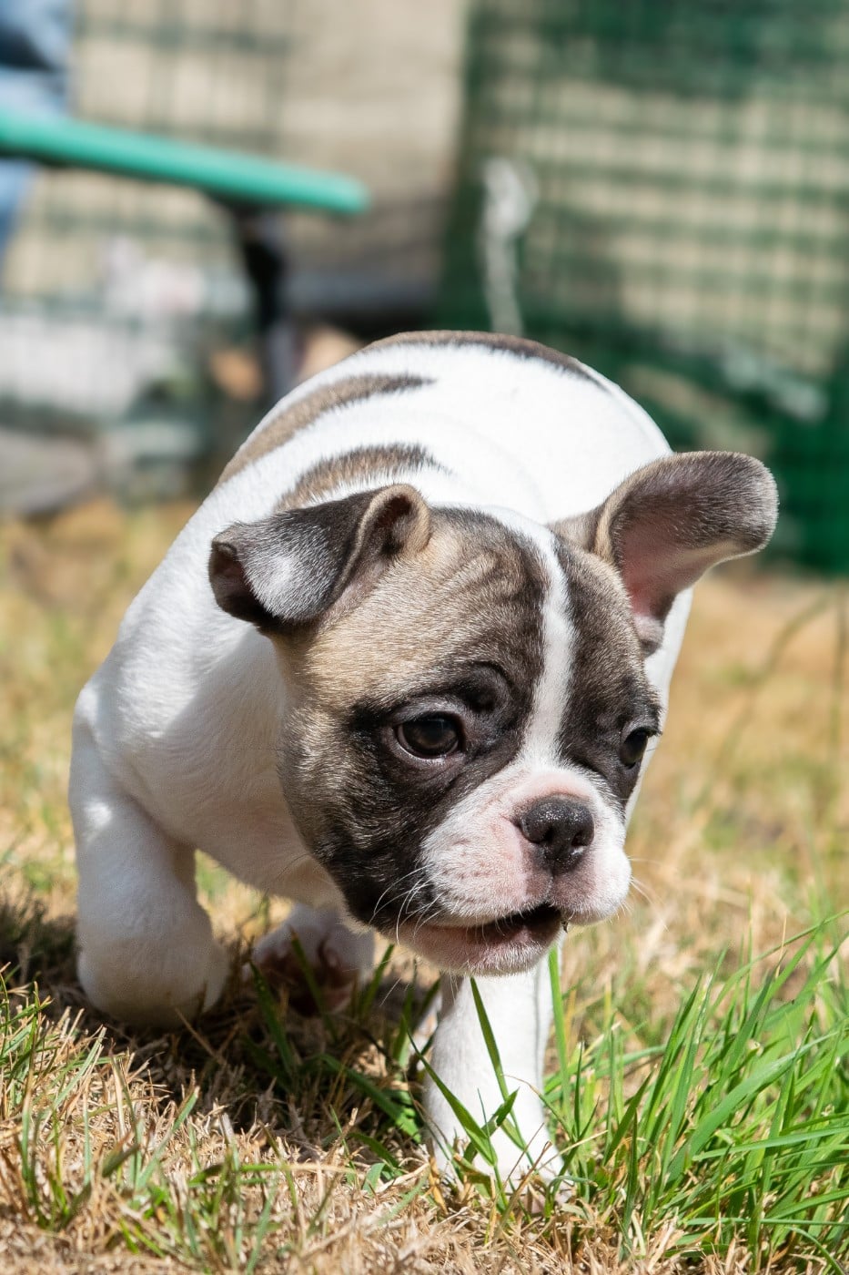 Chiot N°3