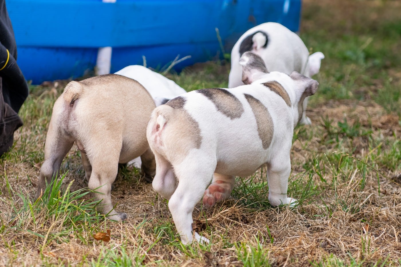 Chiot N°3