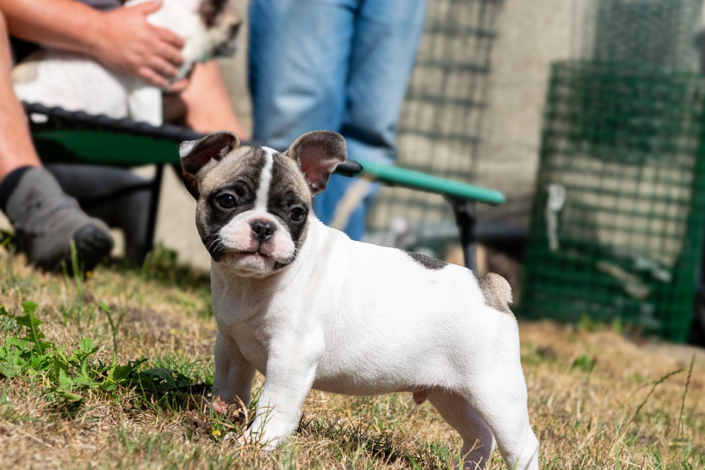 Chiot N°3