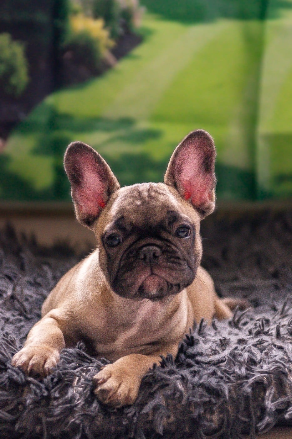 Chiot N°4
