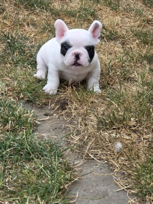 Les chiots de Bouledogue français