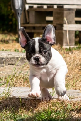 Les chiots de Bouledogue français