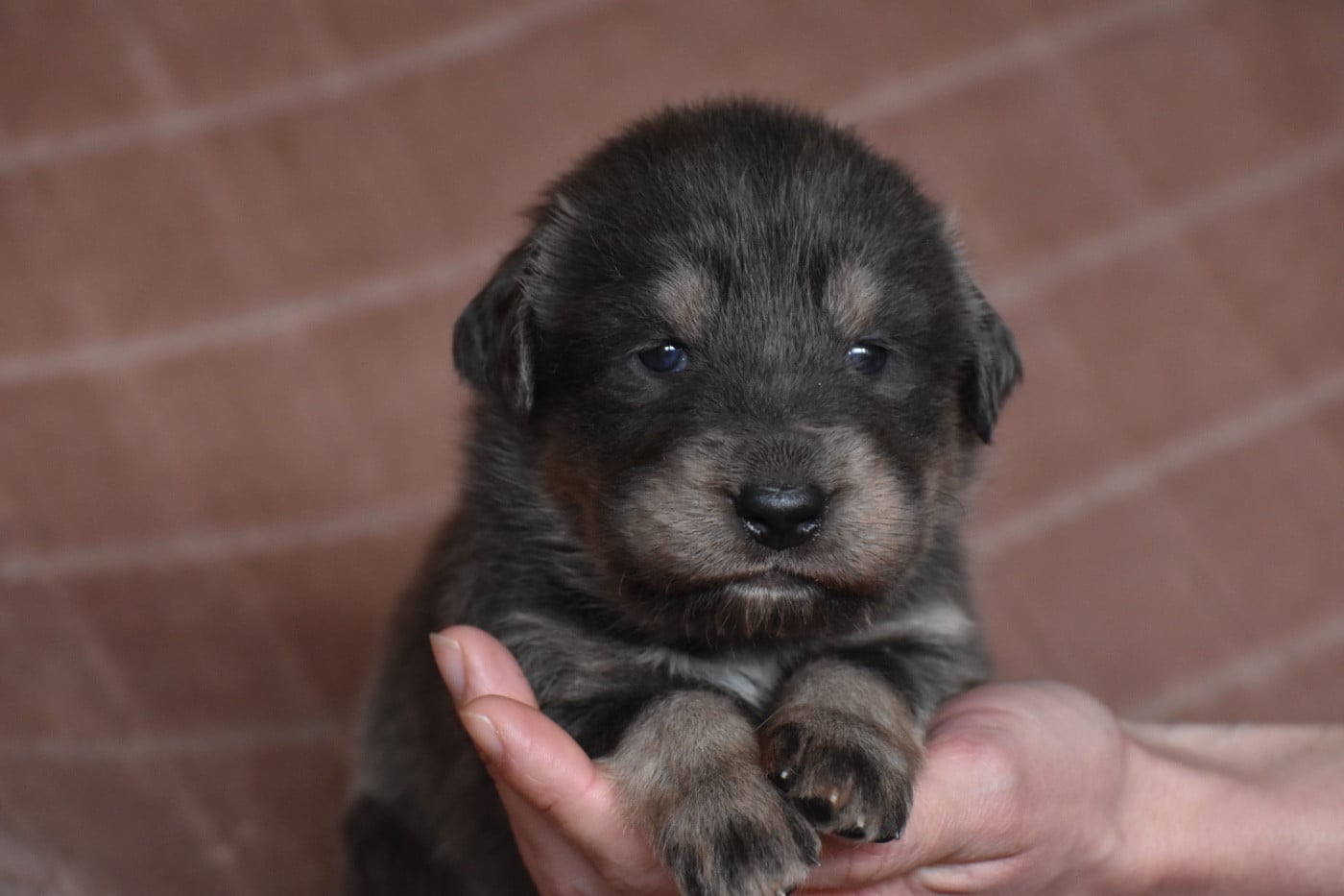 Collier Noir - Dogue du Tibet