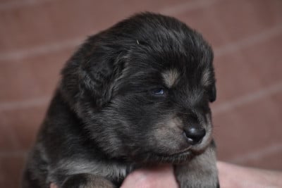 Les chiots de Dogue du Tibet