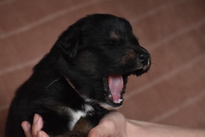 Les chiots de Dogue du Tibet