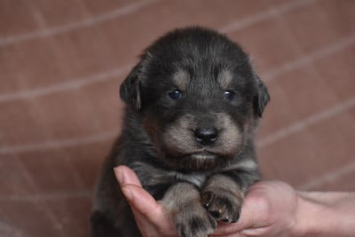 Les chiots de Dogue du Tibet