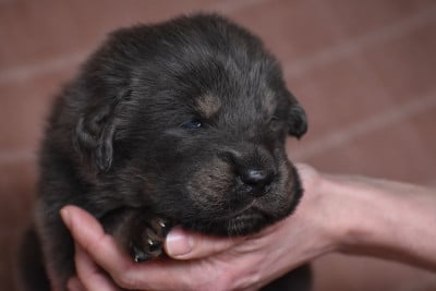 Les chiots de Dogue du Tibet