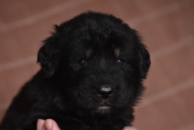 Les chiots de Dogue du Tibet