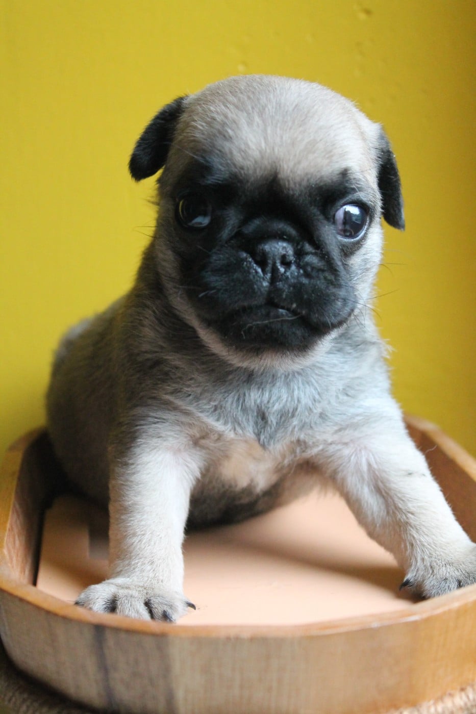 Carlin - Du Domaine Des Sabliers D'orion