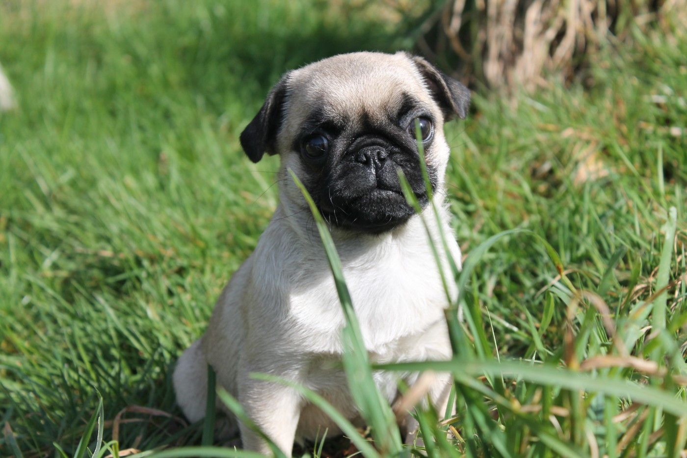 Carlin - Du Domaine Des Sabliers D'orion