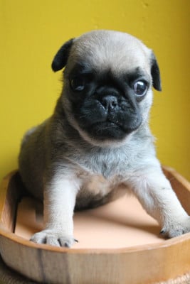 Les chiots de Carlin