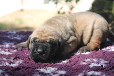 Dogue allemand