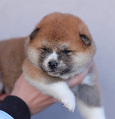 Les chiots de Akita