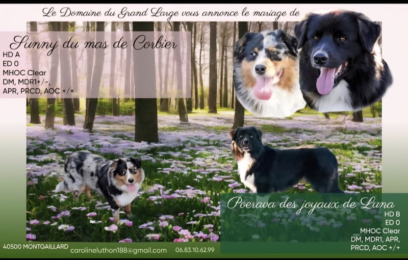 Berger Australien - Du Domaine Du Grand Large