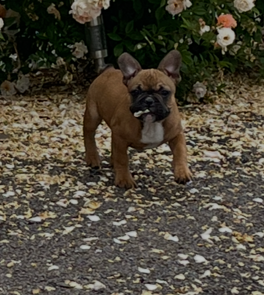 Chiot N°1