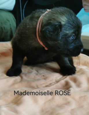 Les chiots de Leonberger