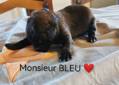 Les chiots de Leonberger