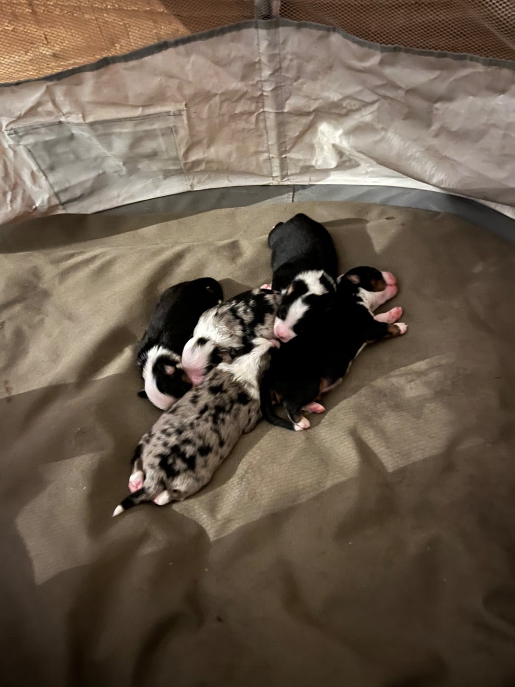 Berger Américain Miniature  - Elevage De St Paul