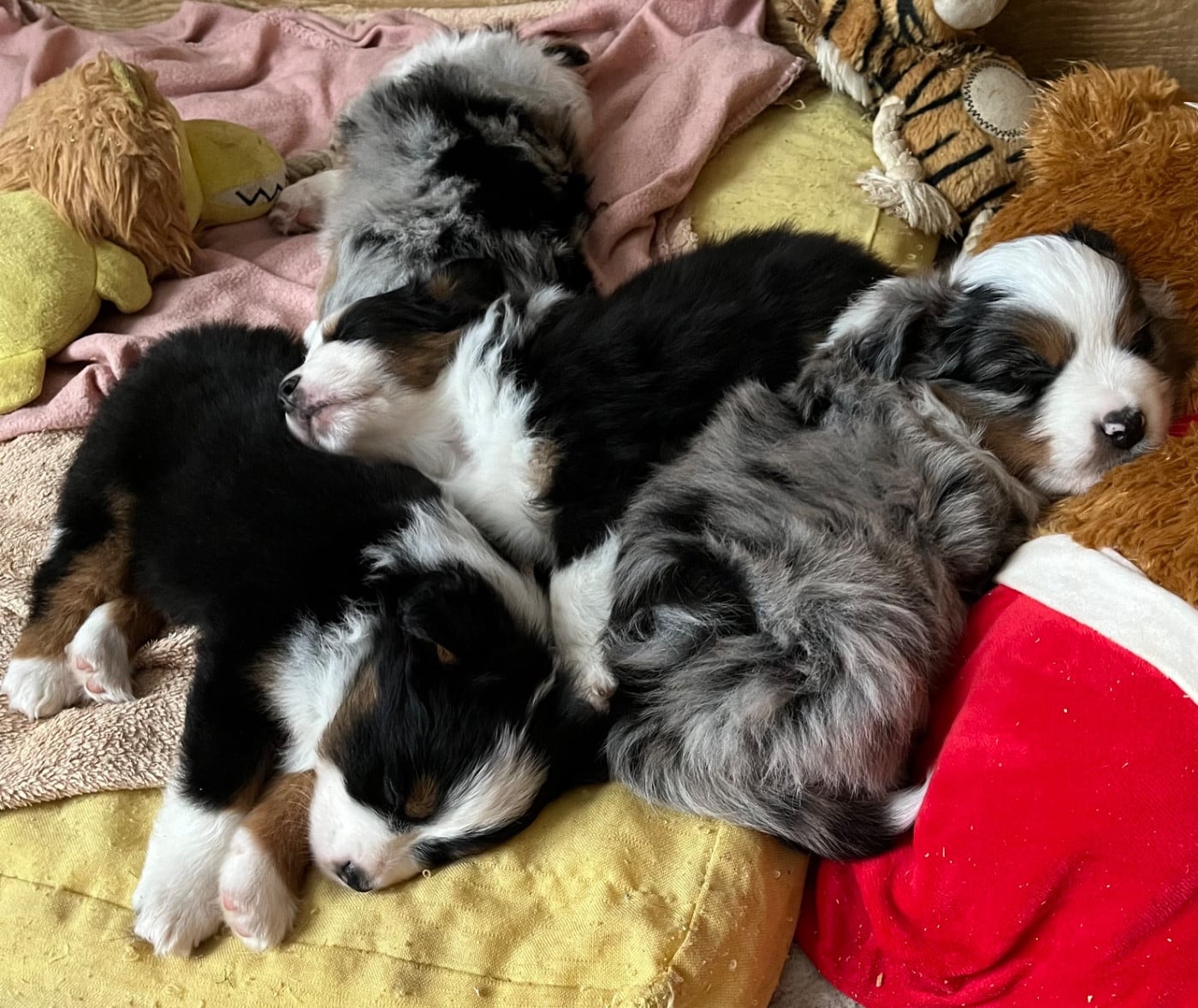 Berger Américain Miniature  - Elevage De St Paul