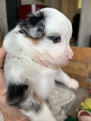 Les chiots de Berger Américain Miniature