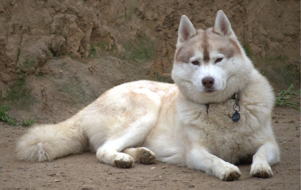 Rhapsody in blue de la source du Montet