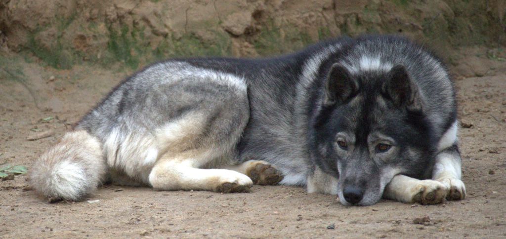 Tea for two dit tokyo Of Siberian Melody