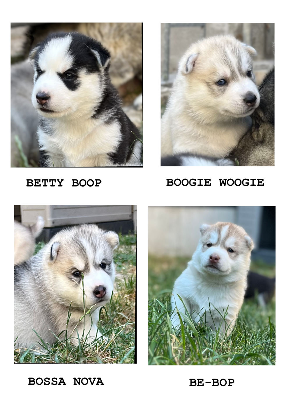 Siberian Husky - Of Siberian Melody