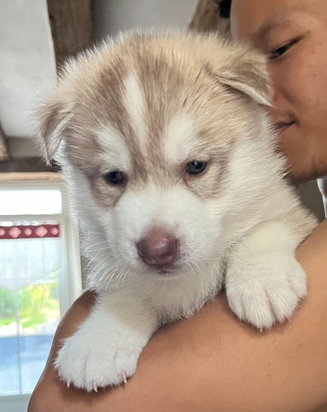 Siberian Husky - Of Siberian Melody