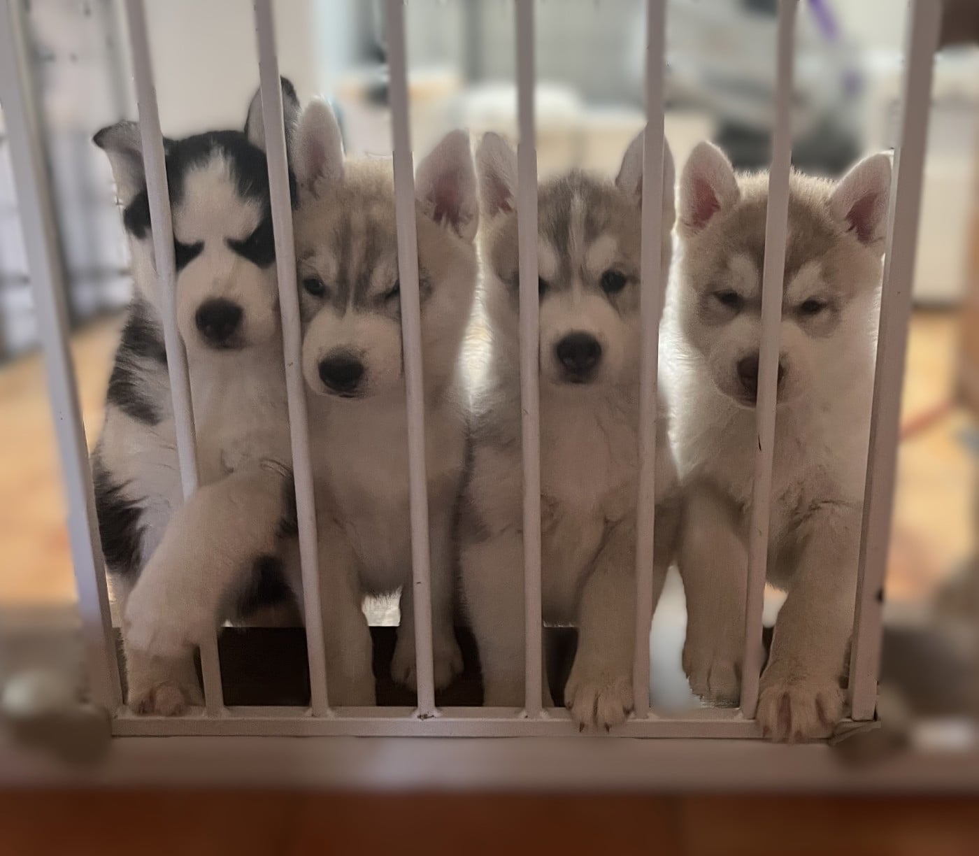Siberian Husky - Of Siberian Melody