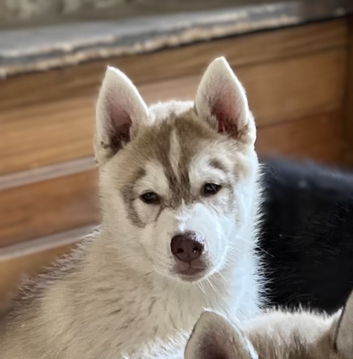 BeBop
