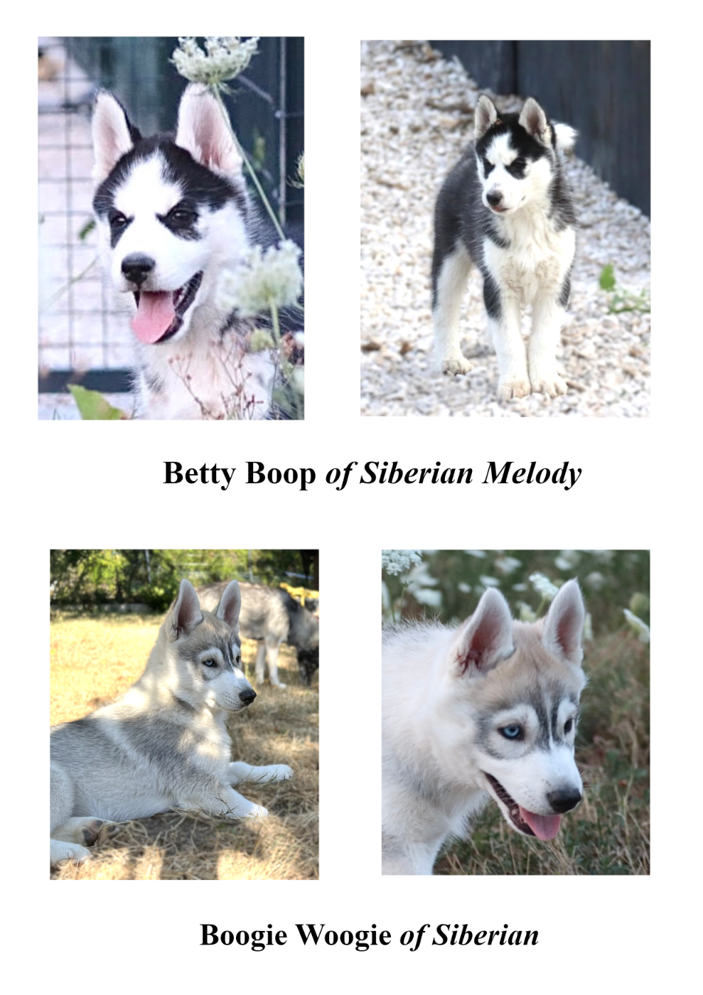 Siberian Husky - Of Siberian Melody