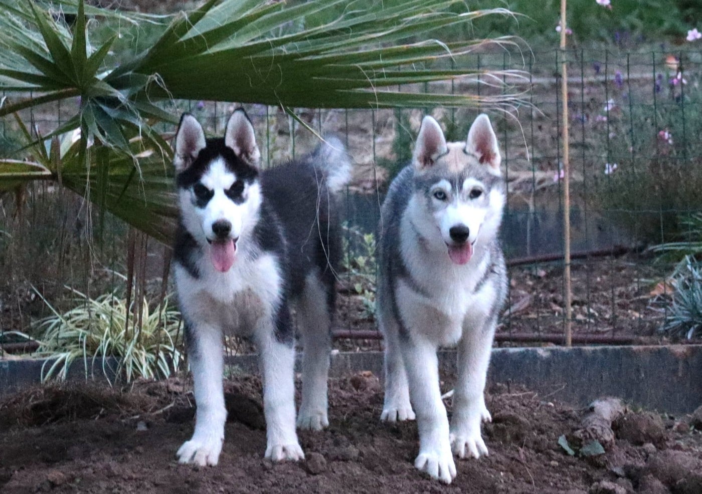 Siberian Husky - Of Siberian Melody