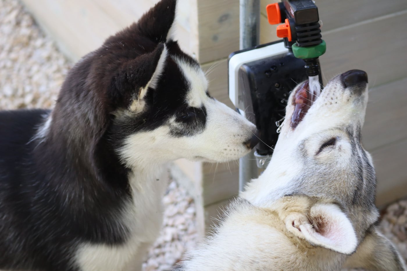 Siberian Husky - Of Siberian Melody
