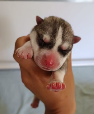 Les chiots de Siberian Husky