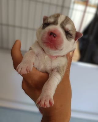 Les chiots de Siberian Husky