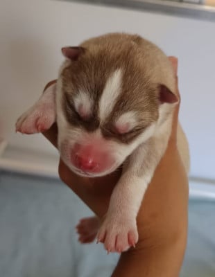 Les chiots de Siberian Husky