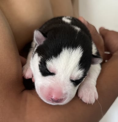 Les chiots de Siberian Husky