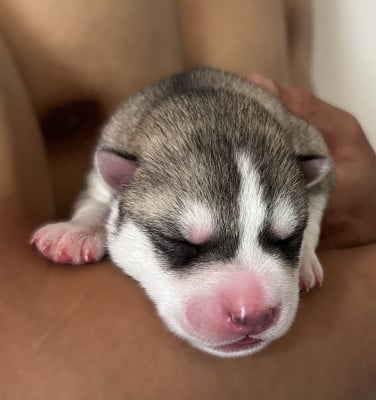 Les chiots de Siberian Husky
